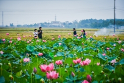 canh dong dua hut gioi tre check in o ninh binh