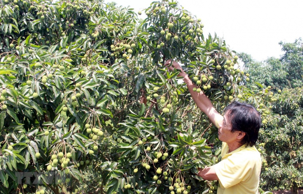 bac giang thuong nhan trung quoc cach ly 14 ngay truoc khi mua vai