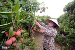 nguoi dan luc ngan chong den thu hoach vai