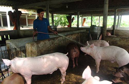 nguoi nuoi lon lao dao khi dich ta chau phi lan rong