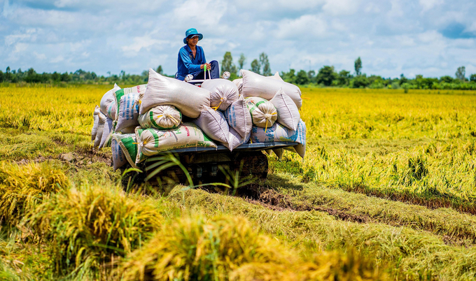 canh dong lua an giang vao mua gat