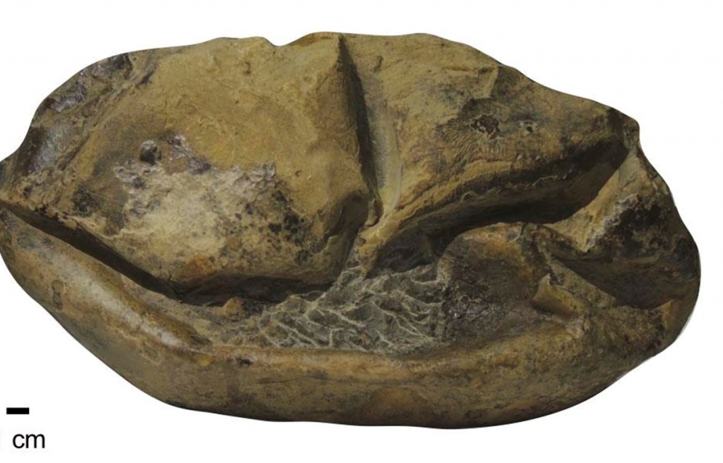 Phát hiện hóa thạch trứng thằn lằn lớn nhất thời đại khủng long