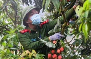 Công an Bắc Giang xắn tay giúp nông dân thu hoạch vải trong mùa COVID-19