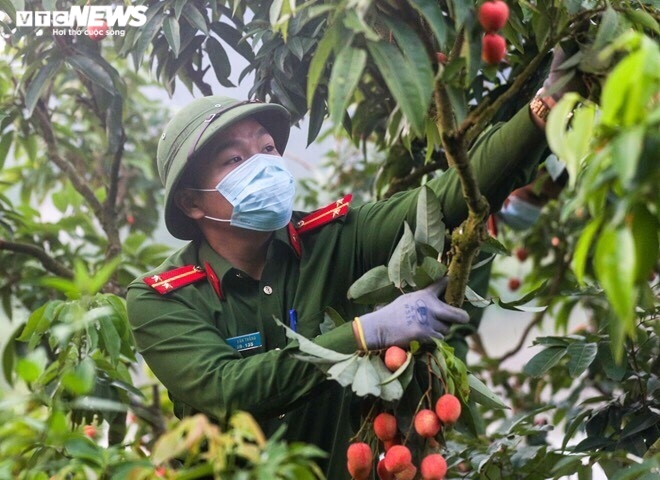 Công an Bắc Giang xắn tay giúp nông dân thu hoạch vải trong mùa COVID-19 - 4