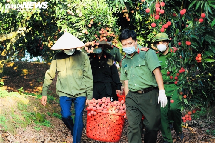 Công an Bắc Giang xắn tay giúp nông dân thu hoạch vải trong mùa COVID-19 - 8