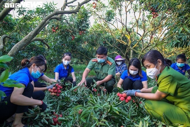 Công an Bắc Giang xắn tay giúp nông dân thu hoạch vải trong mùa COVID-19 - 9