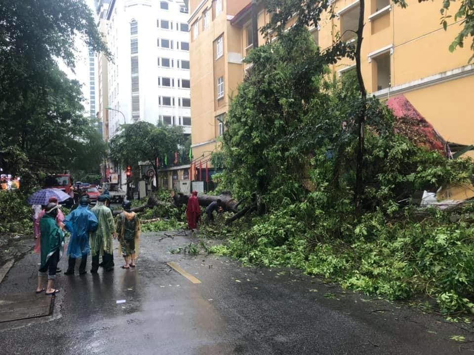 ha noi vua mua to khap nga duong ngap sau cay do chan pho