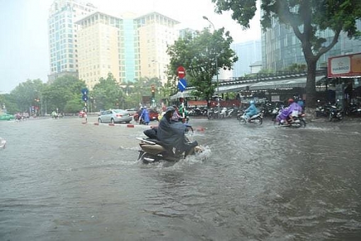 ha noi vua mua to khap nga duong ngap sau cay do chan pho