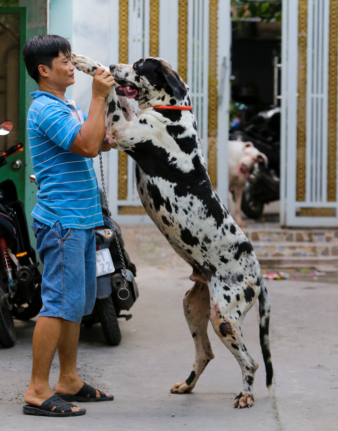 nguoi dan ong nuoi giong cho cao nhat the gioi o sai gon
