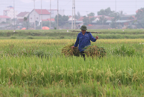 mien trung ung pho bao podul