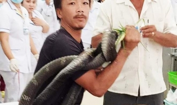 Chuyển người đàn ông bị rắn hổ mang chúa cắn đến Bệnh viện Chợ Rẫy cấp cứu