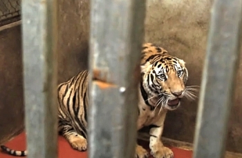 Sức khỏe 9 con hổ Đông Dương nuôi nhốt trái phép giờ ra sao?