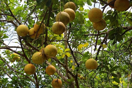 nguoi dan hue vao mua thu hoach thanh tra