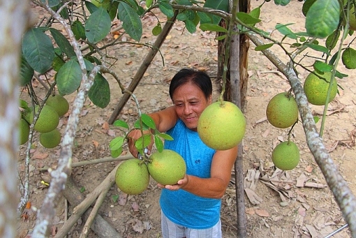 nguoi dan hue vao mua thu hoach thanh tra