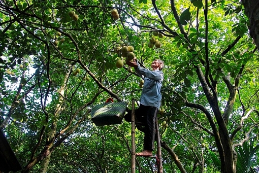 nguoi dan hue vao mua thu hoach thanh tra