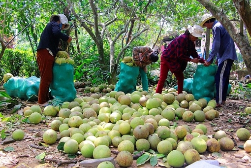 nguoi dan hue vao mua thu hoach thanh tra