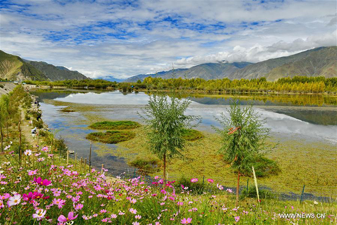 ho vang nhu tranh ve o tay tang