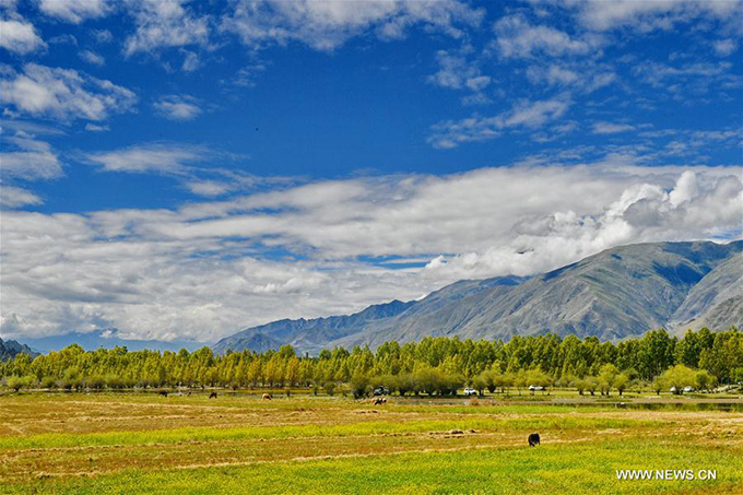 ho vang nhu tranh ve o tay tang