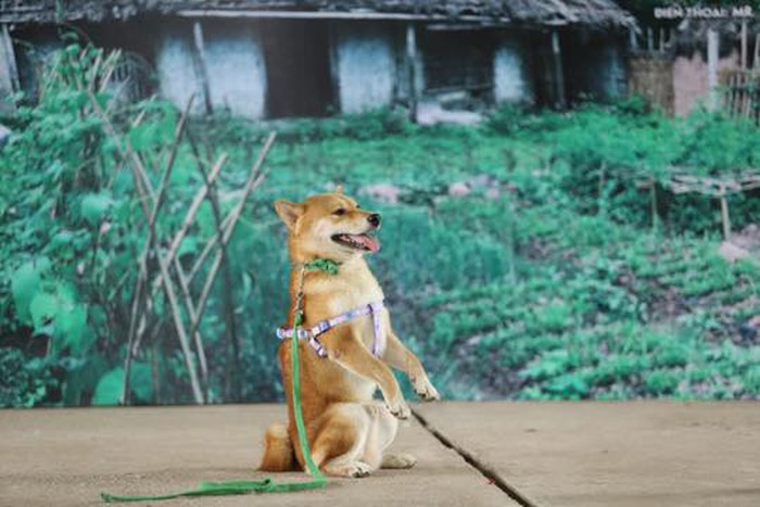 tiet lo bat ngo ve nguoi dong vai lao hac va boi canh quay phim cau vang