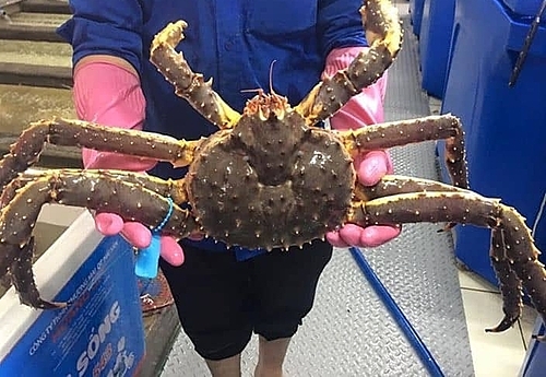 cua hoang de alaska giam gia ky luc