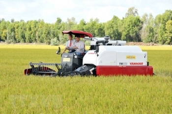 EVFTA mở “cánh cửa lớn” cho gạo Việt Nam sang thị trường EU