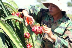 hon 100000 tan thanh long e binh thuan thiet hai bao nhieu