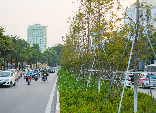 nhung cay phong do dau tien o ha noi bat dau chuyen mau