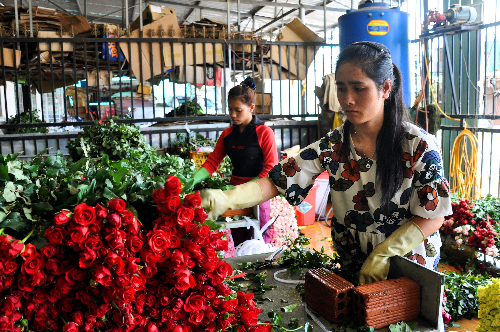 hoa hong da lat tang gia gap ba