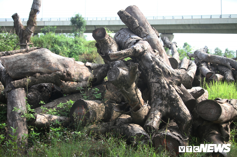 anh nhung cay xa cu co thu o ha noi chet kho sau khi danh chuyen