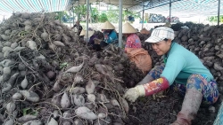 den luot buoi da xanh rot gia xuong via he ban