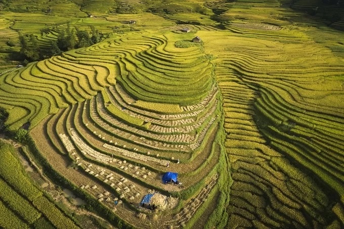 ruong bac thang lao cai vao mua lua chin