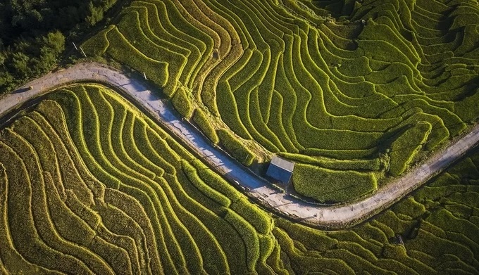 ruong bac thang lao cai vao mua lua chin