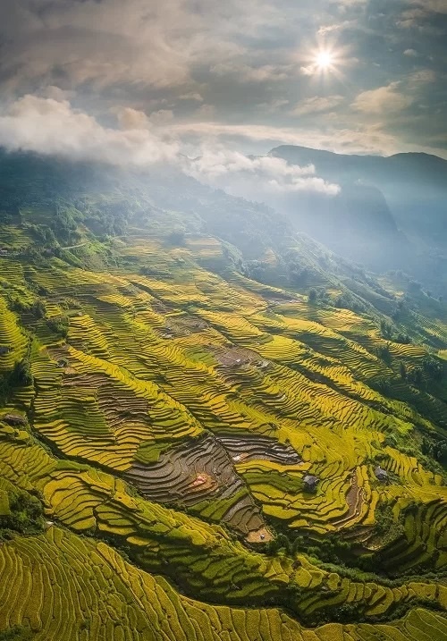 ruong bac thang lao cai vao mua lua chin