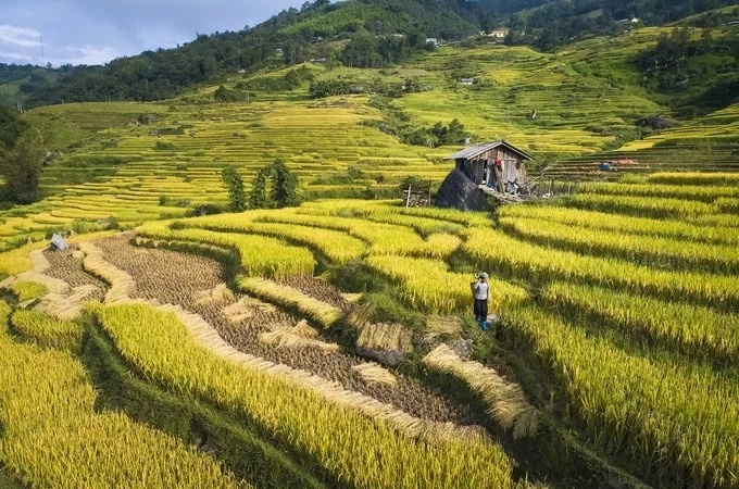 ruong bac thang lao cai vao mua lua chin