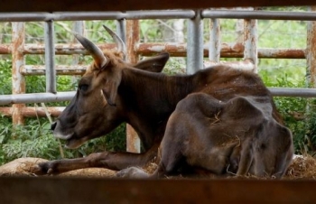 Đơn vị nào nhận nuôi đàn bò tót lai bị bỏ đói, gầy trơ xương ở Ninh Thuận?