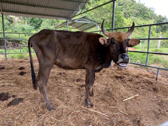 Đơn vị nào nhận nuôi đàn bò tót lai bị bỏ đói, gầy trơ xương ở Ninh Thuận? - 2