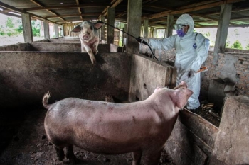 Phát hiện chủng virus corona cực kỳ nguy hiểm, có thể lây từ lợn sang người