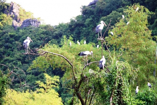 ngat ngay voi canh dep nhu phim kiem hiep cua dao chim ninh binh