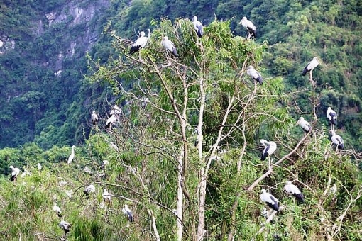 ngat ngay voi canh dep nhu phim kiem hiep cua dao chim ninh binh