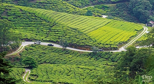 cameron highlands nang son nu ngu vui giua rung xanh va doi che