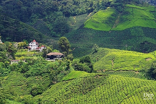 cameron highlands nang son nu ngu vui giua rung xanh va doi che