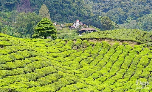 cameron highlands nang son nu ngu vui giua rung xanh va doi che