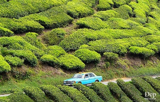 cameron highlands nang son nu ngu vui giua rung xanh va doi che