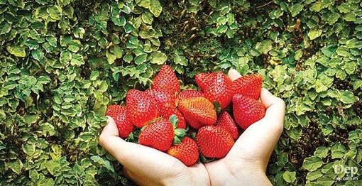 cameron highlands nang son nu ngu vui giua rung xanh va doi che