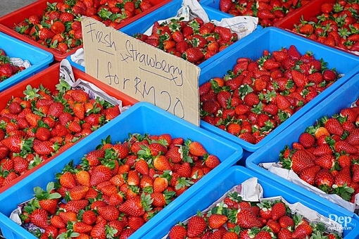 cameron highlands nang son nu ngu vui giua rung xanh va doi che