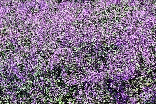 cameron highlands nang son nu ngu vui giua rung xanh va doi che