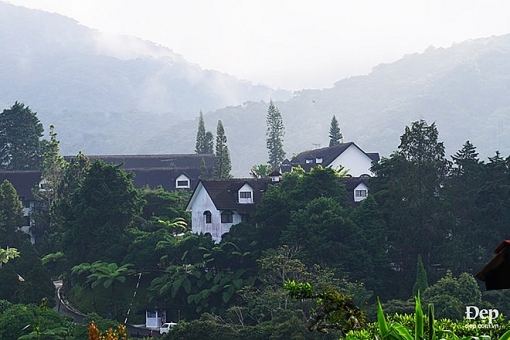 cameron highlands nang son nu ngu vui giua rung xanh va doi che