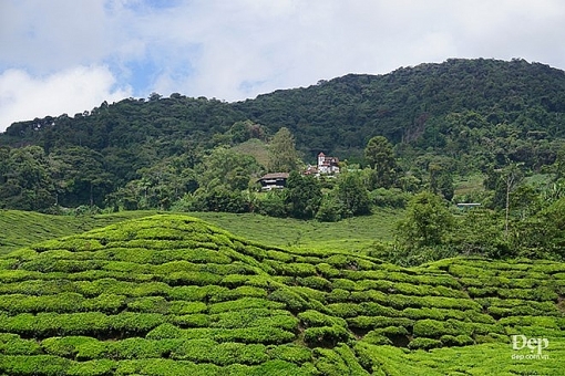 cameron highlands nang son nu ngu vui giua rung xanh va doi che