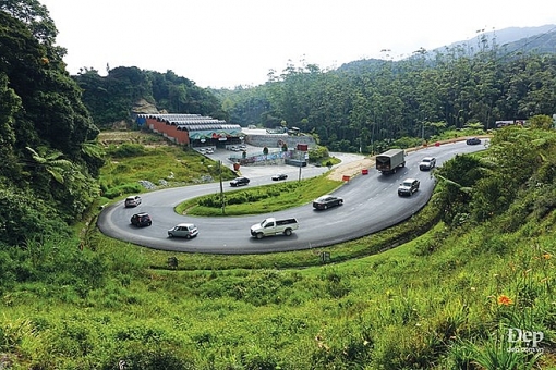 cameron highlands nang son nu ngu vui giua rung xanh va doi che