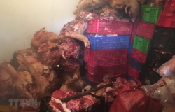 Đột kích, triệt phá đường dây kinh doanh thịt nhiễm tả lợn châu Phi